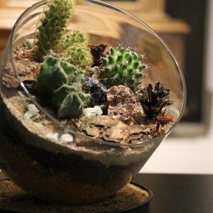 Cactus Terrarium