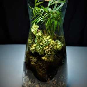 Palm Terrarium