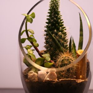 Cactus Terrarium
