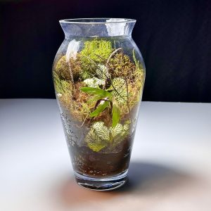 Bushy Terrarium